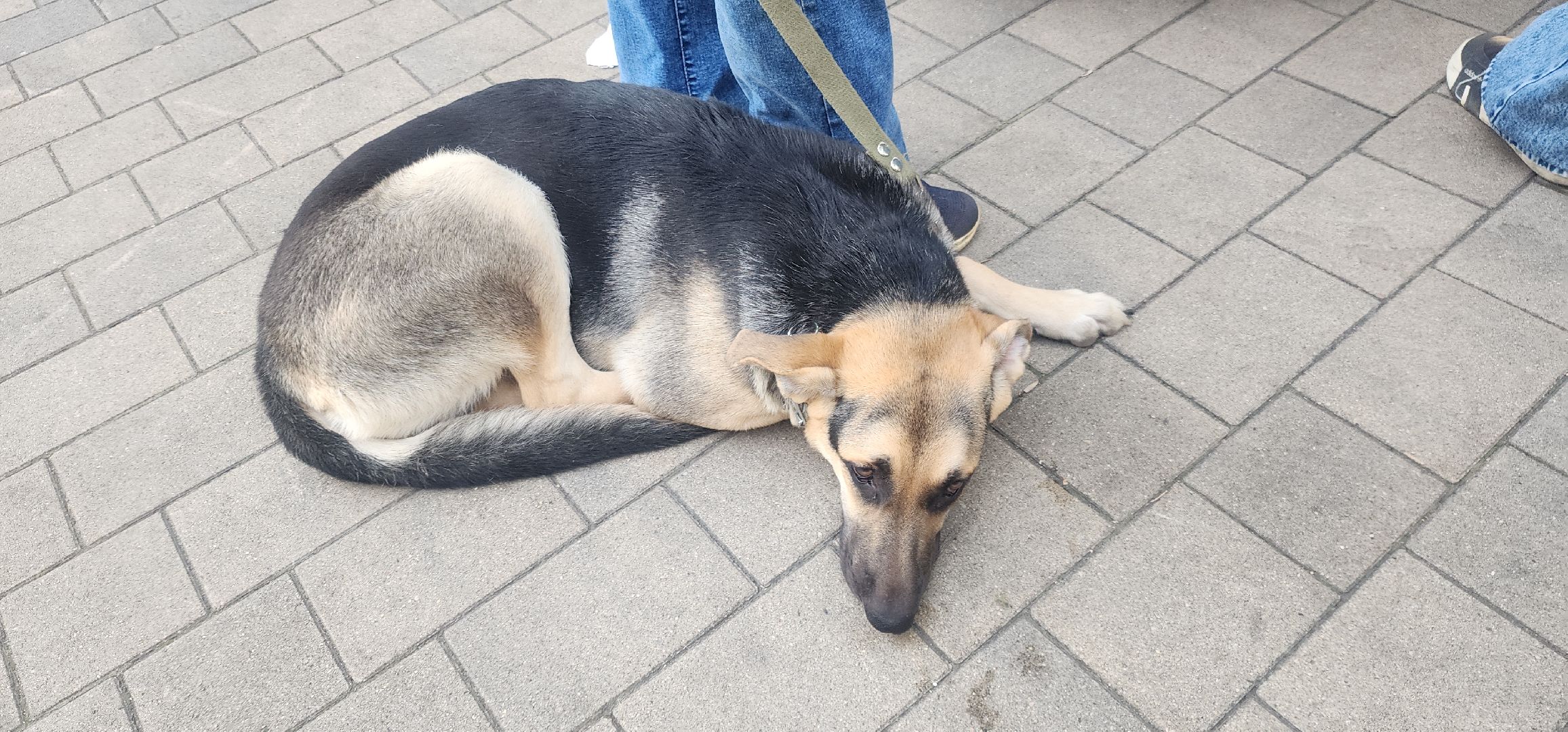 Общество , Зооволонтеры , Выставка кошек и собак, Животные ,