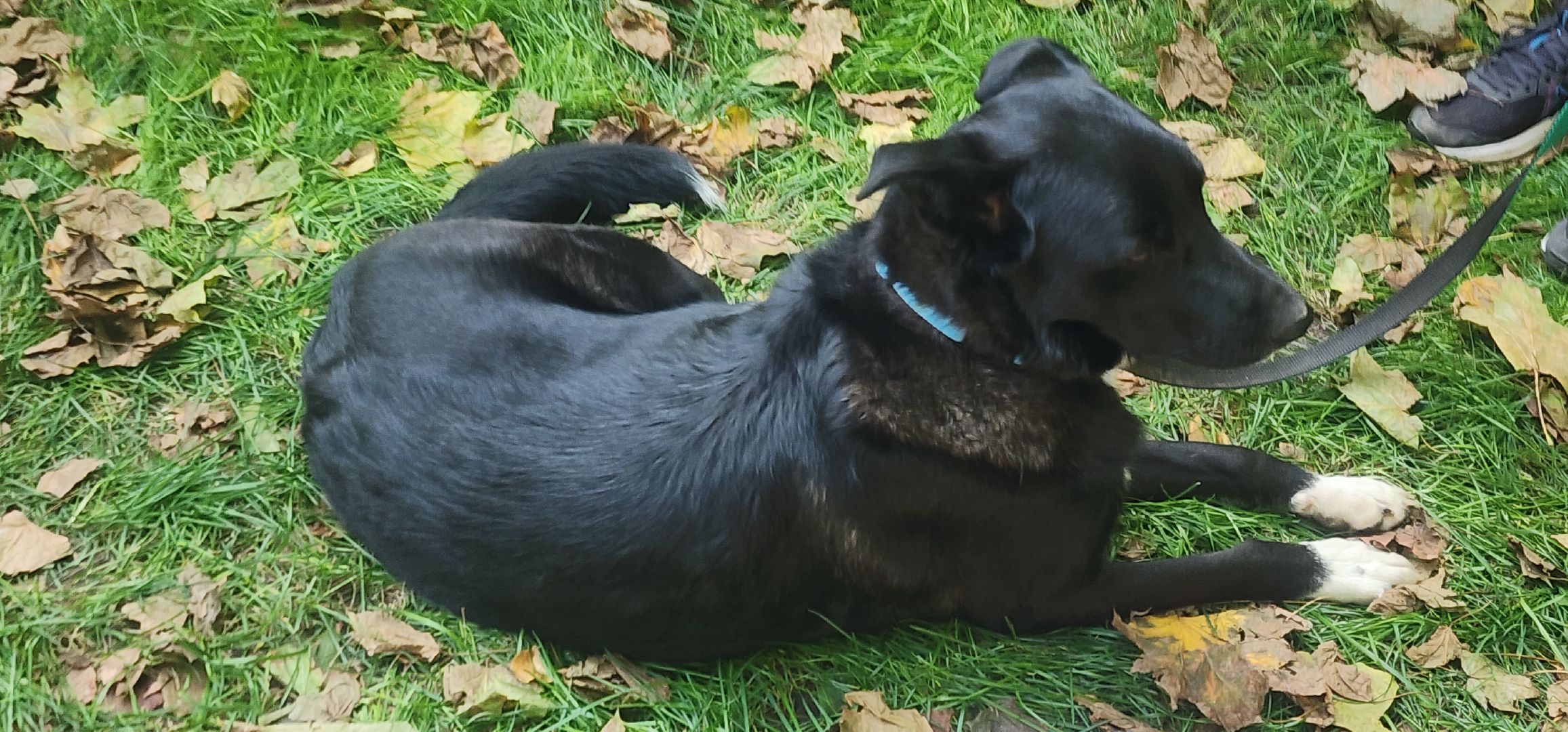 Общество , Зооволонтеры , Выставка кошек и собак, Животные ,