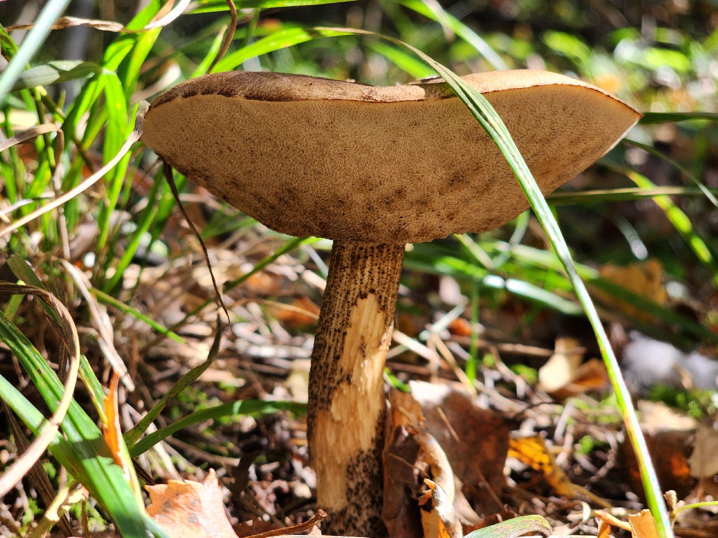 сезон тихой охоты, грибной сезон, грибы, ногинское лесничество, богородский городской округ,