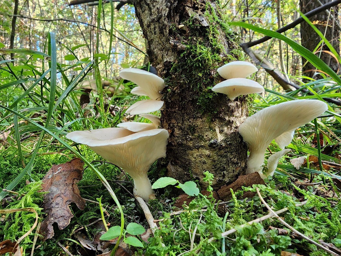 сезон тихой охоты, грибной сезон, грибы, ногинское лесничество, богородский городской округ,