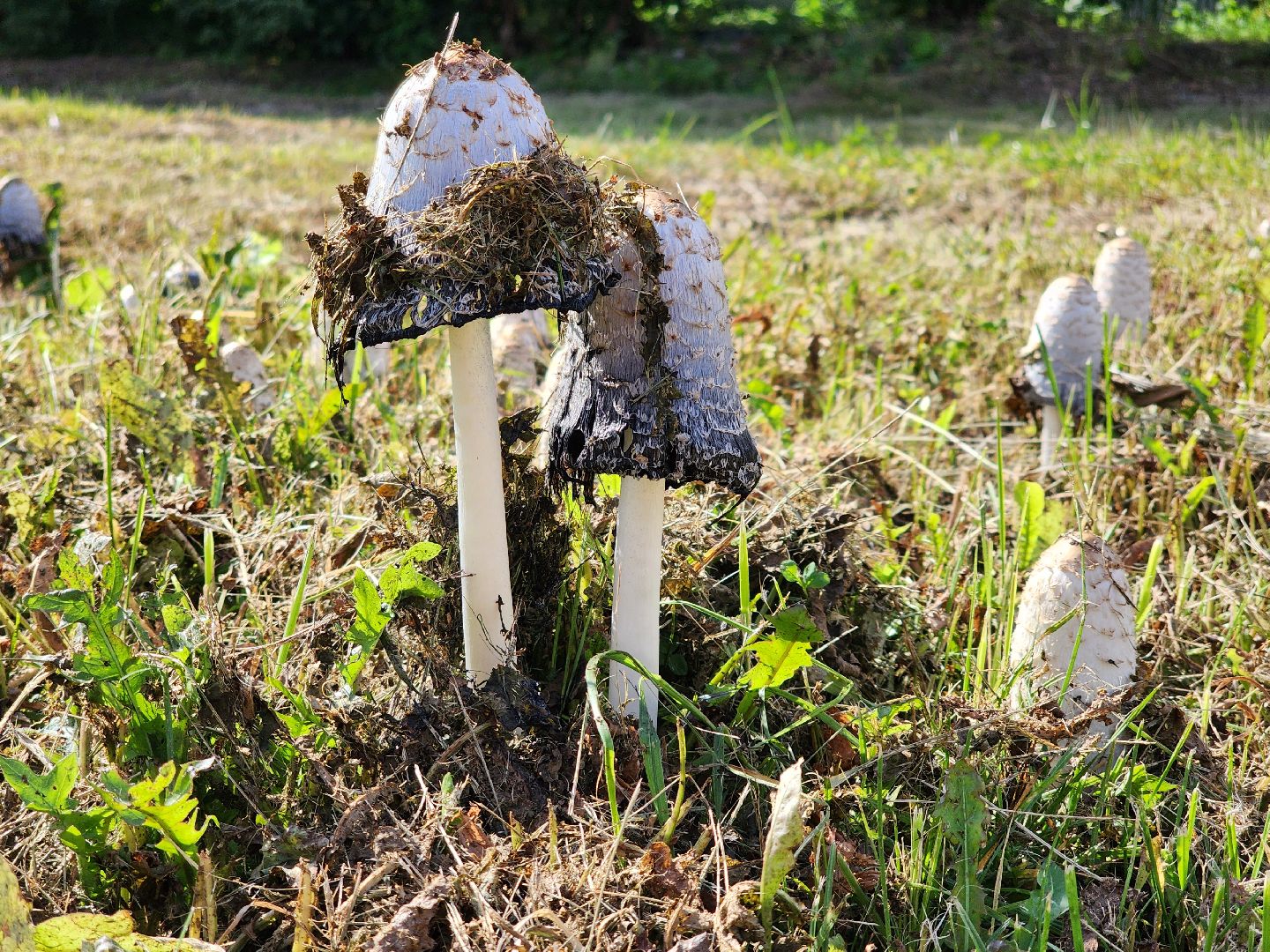 сезон тихой охоты, грибной сезон, грибы, ногинское лесничество, богородский городской округ,