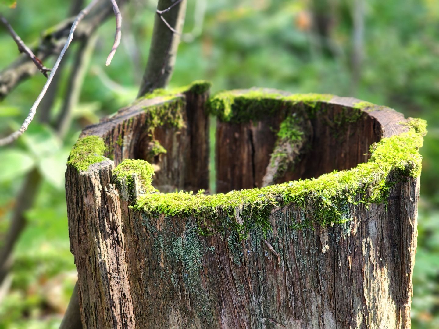сезон тихой охоты, грибной сезон, грибы, ногинское лесничество, богородский городской округ,