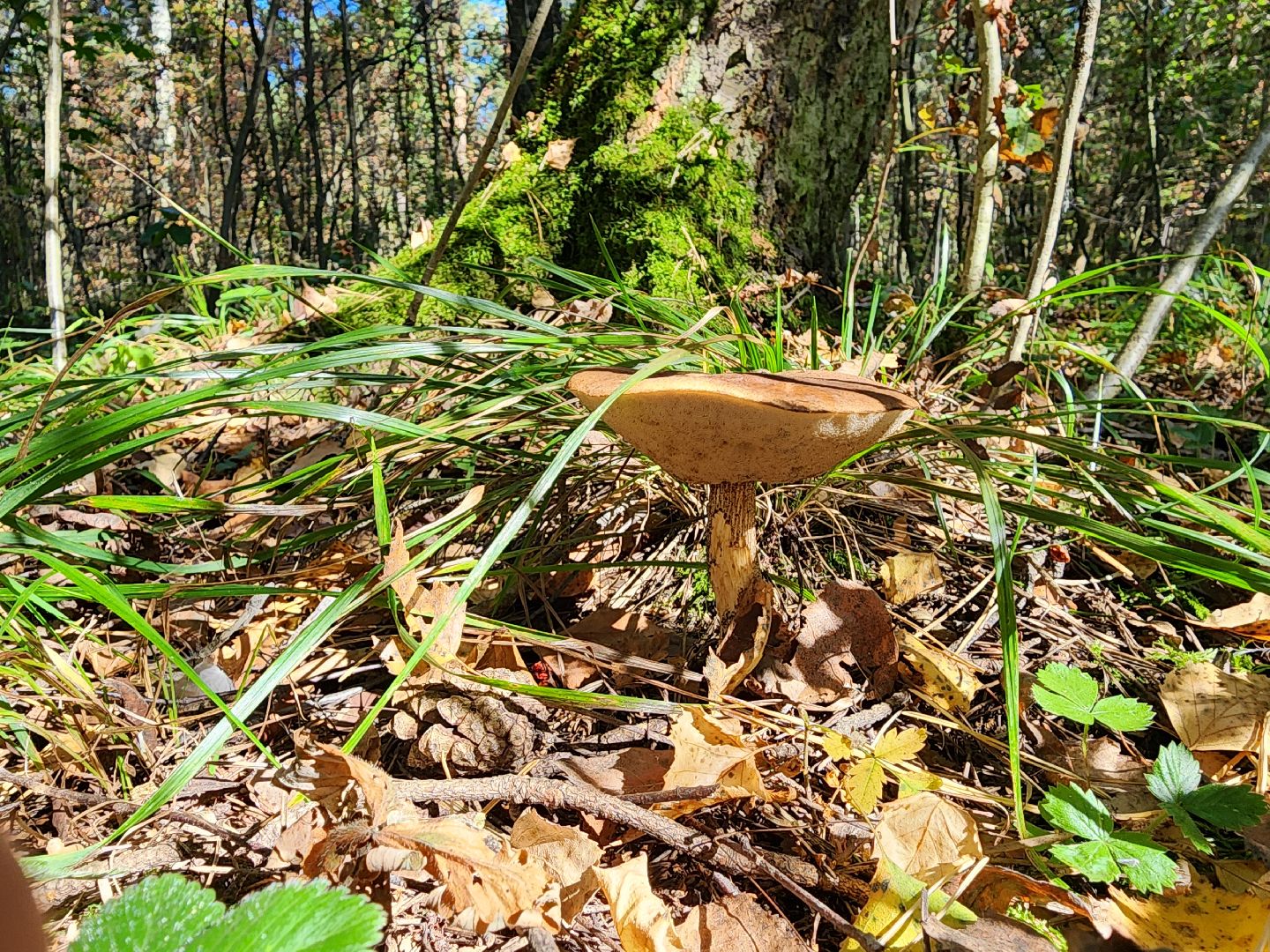 сезон тихой охоты, грибной сезон, грибы, ногинское лесничество, богородский городской округ,