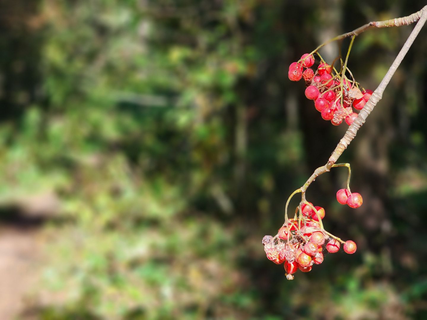 сезон тихой охоты, грибной сезон, грибы, ногинское лесничество, богородский городской округ,