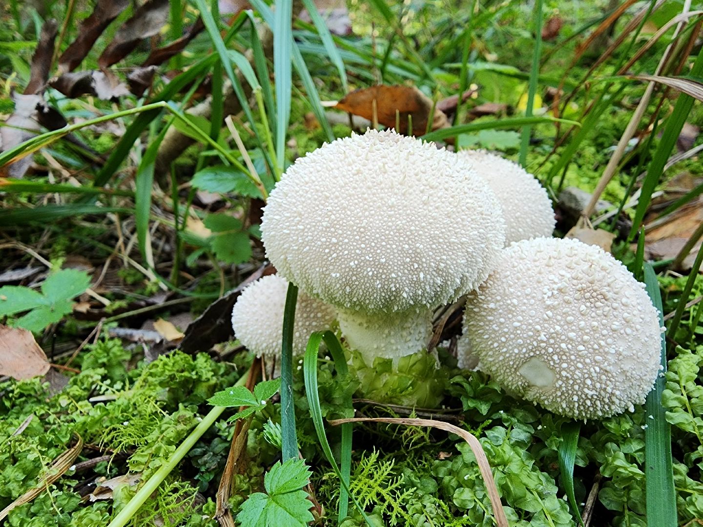 сезон тихой охоты, грибной сезон, грибы, ногинское лесничество, богородский городской округ,