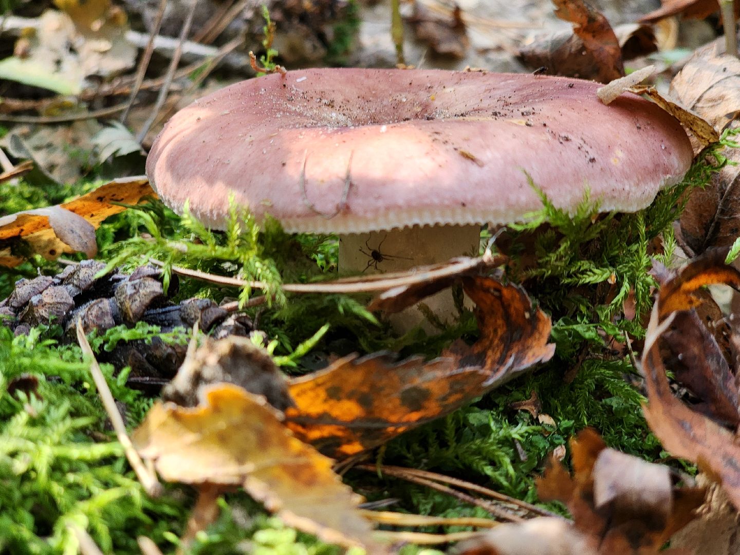 сезон тихой охоты, грибной сезон, грибы, ногинское лесничество, богородский городской округ,
