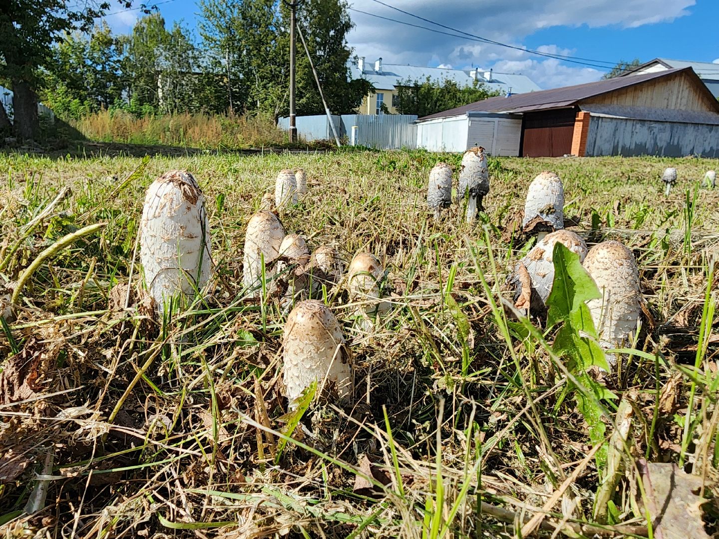 сезон тихой охоты, грибной сезон, грибы, ногинское лесничество, богородский городской округ,