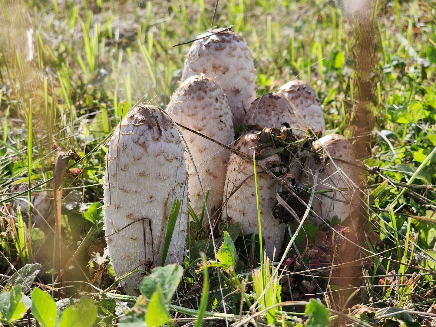 сезон тихой охоты, грибной сезон, грибы, ногинское лесничество, богородский городской округ,
