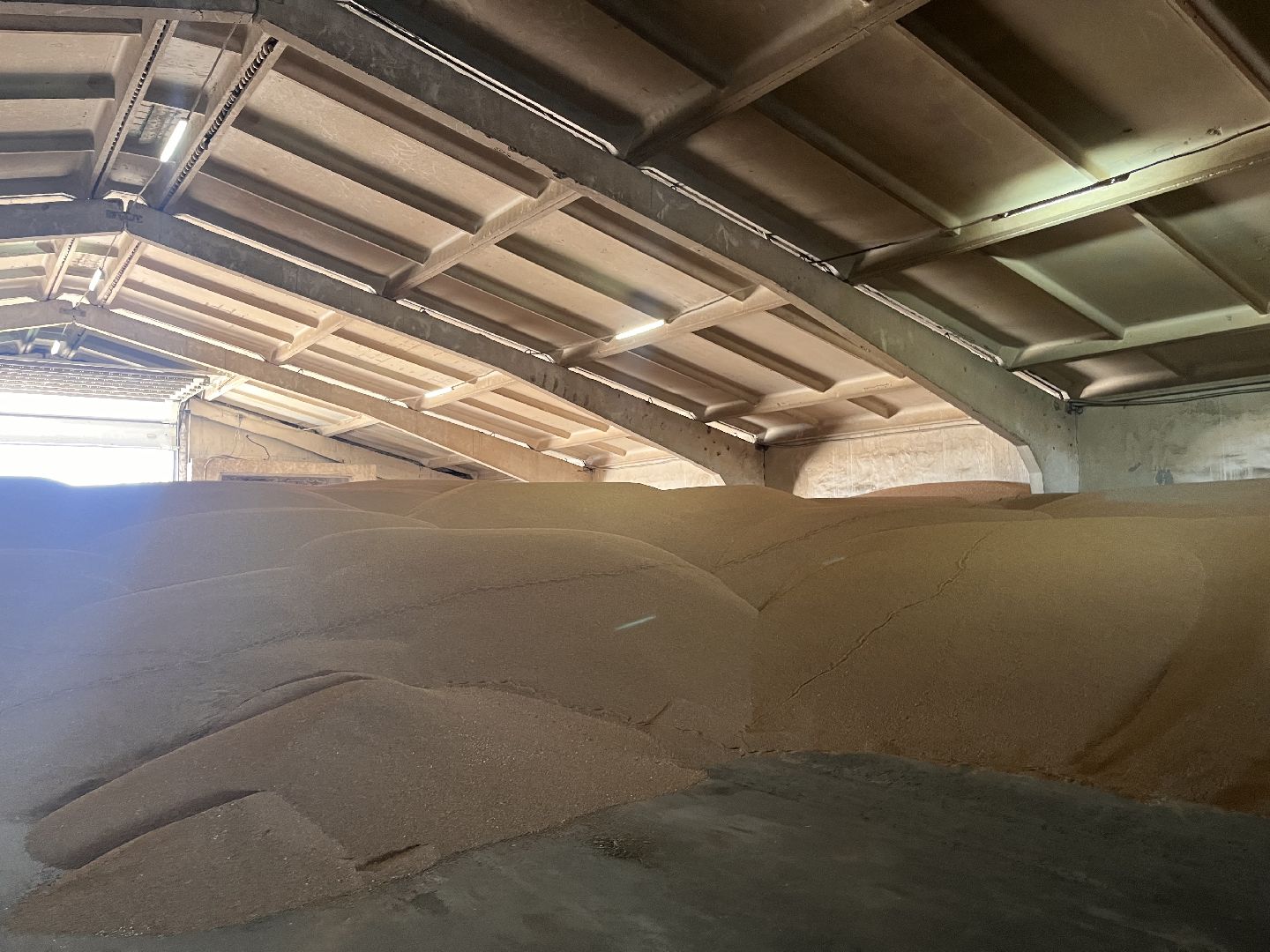 шатура, Урожай 2025, Урожай пшеницы,