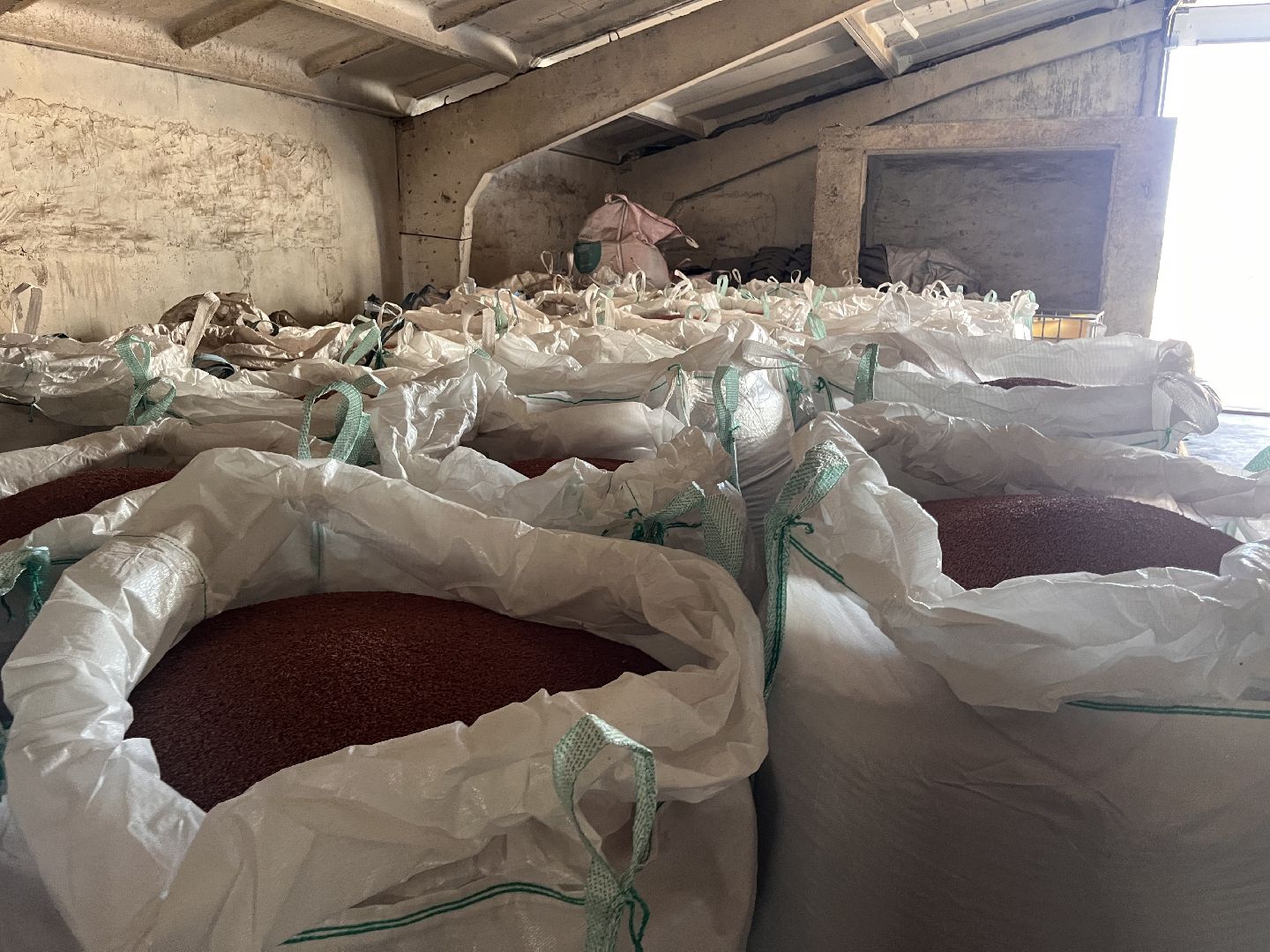 шатура, Урожай 2025, Урожай пшеницы,