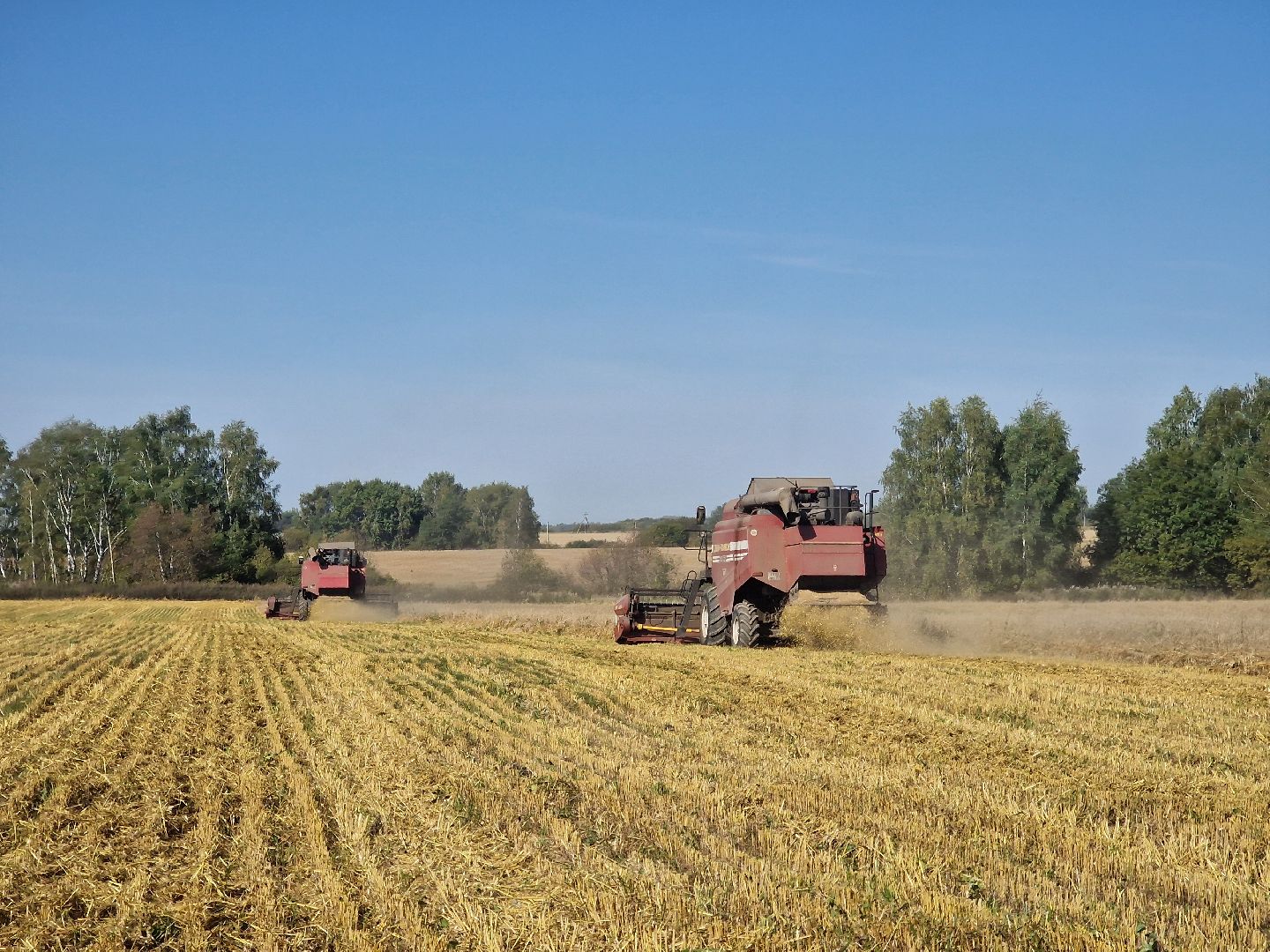 воскресенск, уборка урожая, пшеница, сельскохозяйственное предприятие,