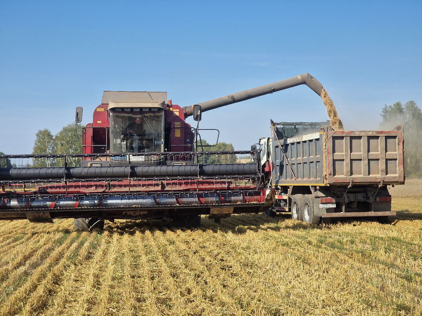 воскресенск, уборка урожая, пшеница, сельскохозяйственное предприятие,