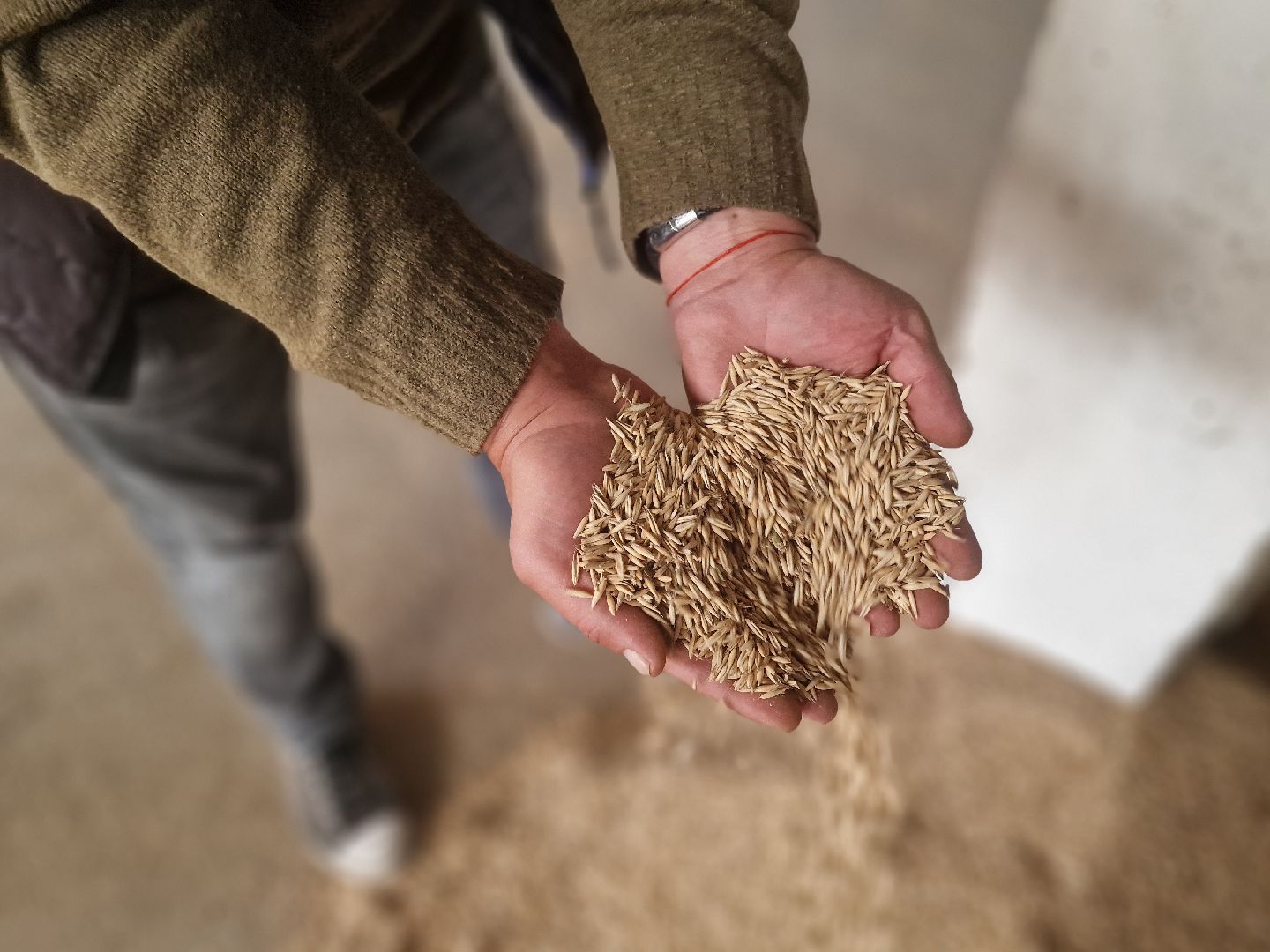 воскресенск, уборка урожая, пшеница, сельскохозяйственное предприятие,