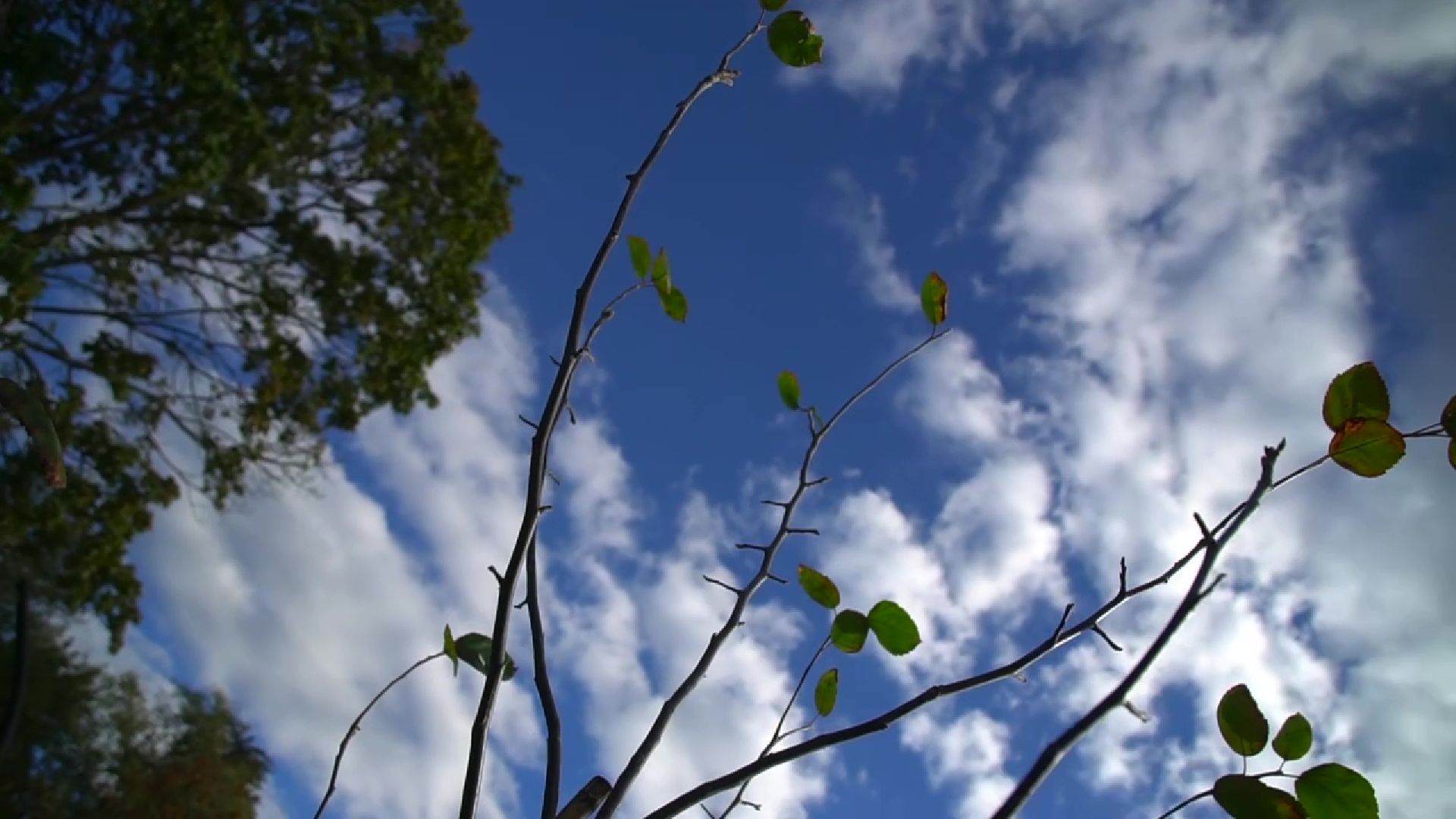 Реутов,  благоустройство, яблони, посадка деревьев,