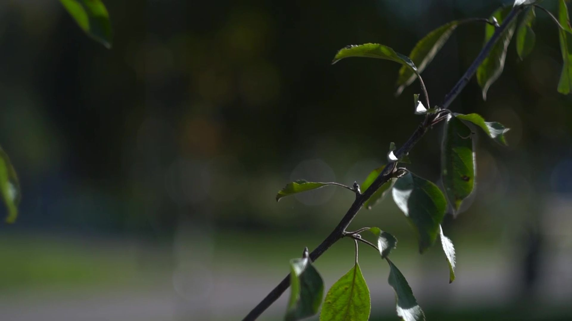 Реутов,  благоустройство, яблони, посадка деревьев,