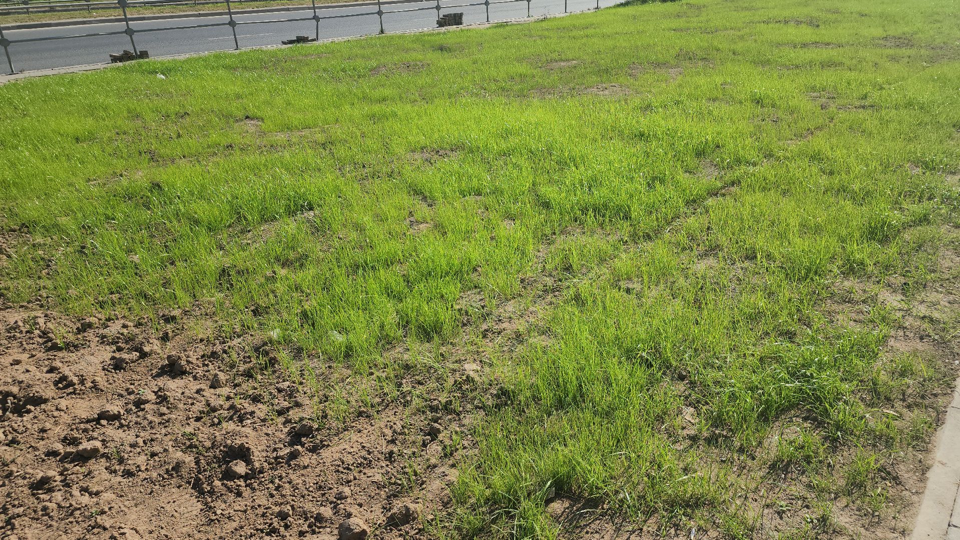 щёлково,  Восстановление территории после ремонта, благоустройство 2025,