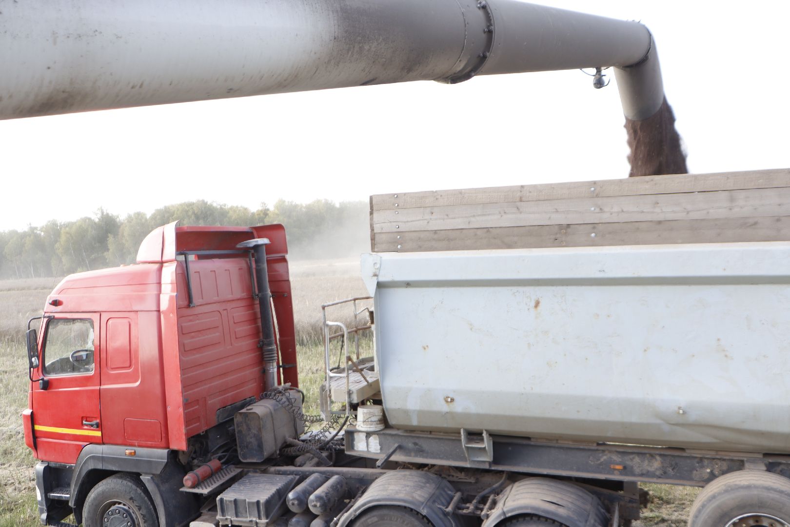 зарайск, сельское хозяйство, рапс,