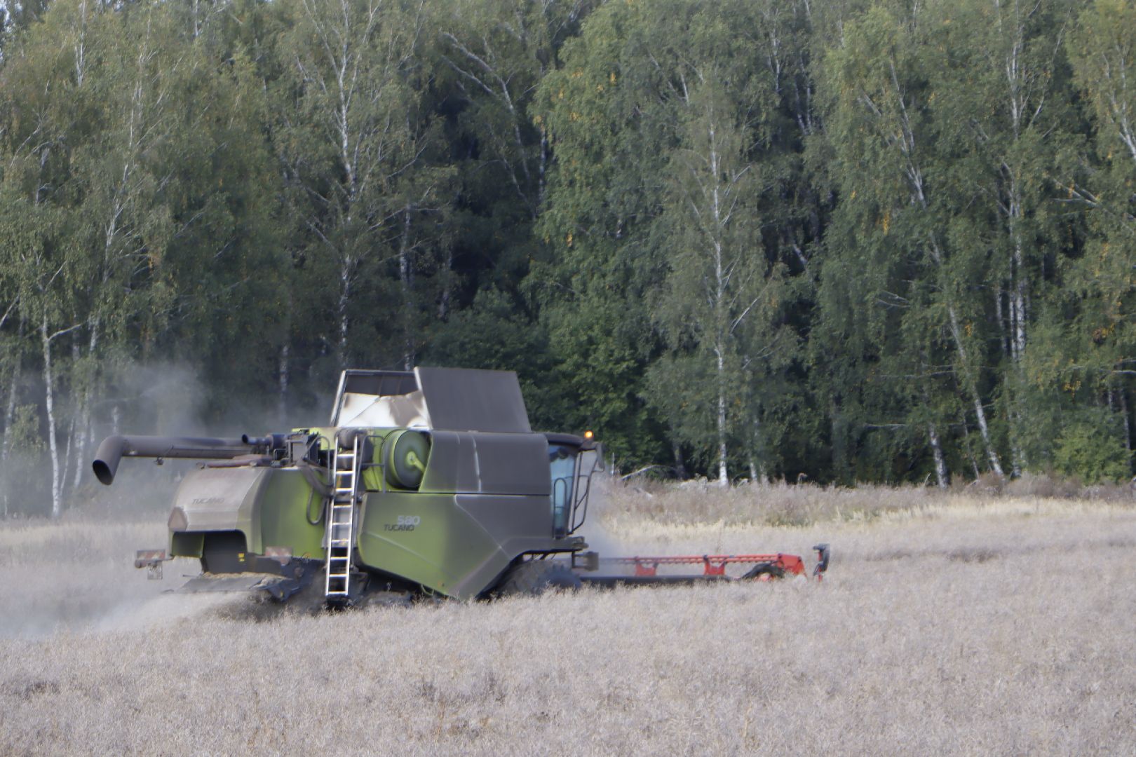 зарайск, сельское хозяйство, рапс,