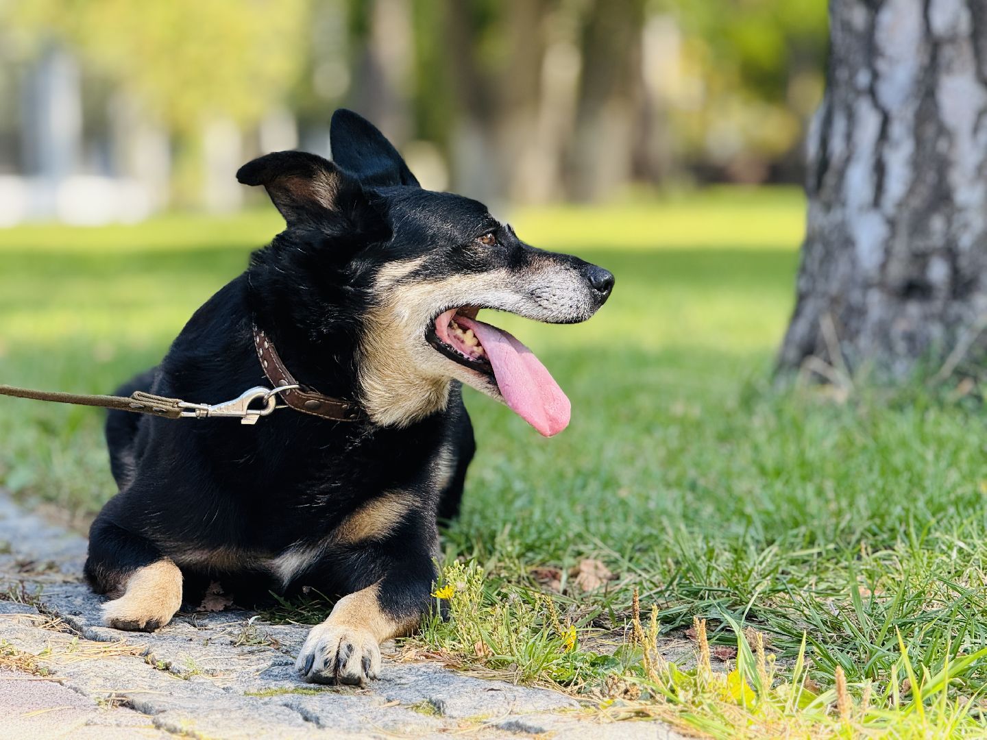 раменское, ветеринар, вакцинация животных, бешенство, чипирование, регистрация животных,