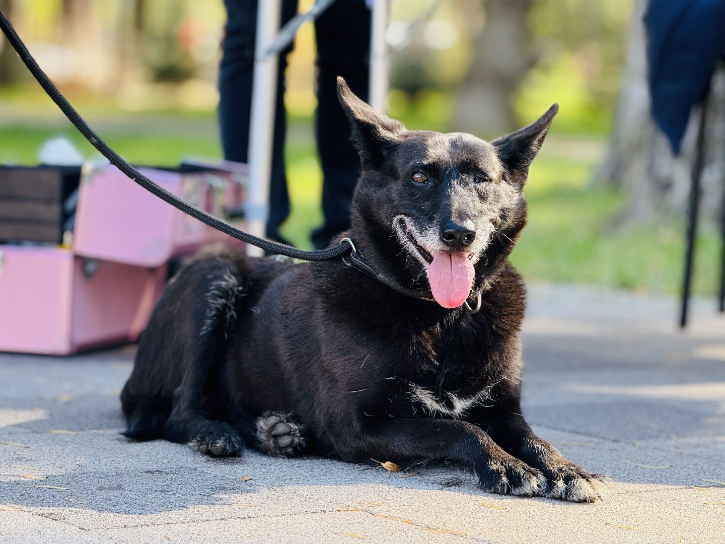 раменское, ветеринар, вакцинация животных, бешенство, чипирование, регистрация животных,