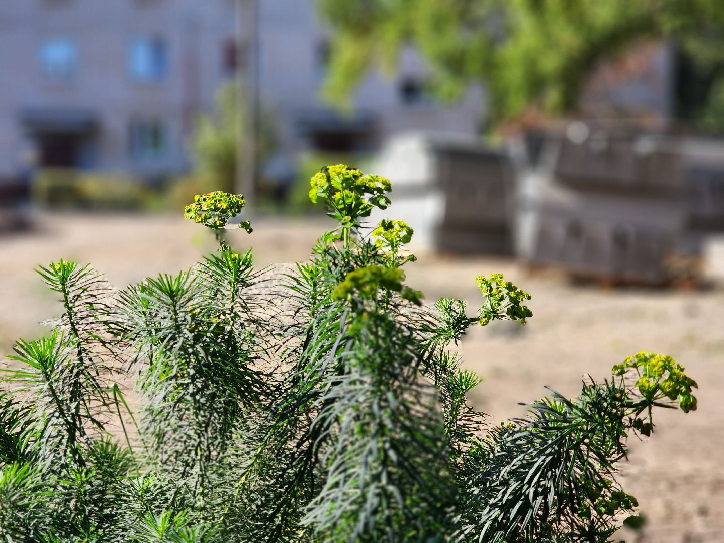 благоустройство, благоустройство двора, комфортная городская среда, старая купавна, богородский городской округ,