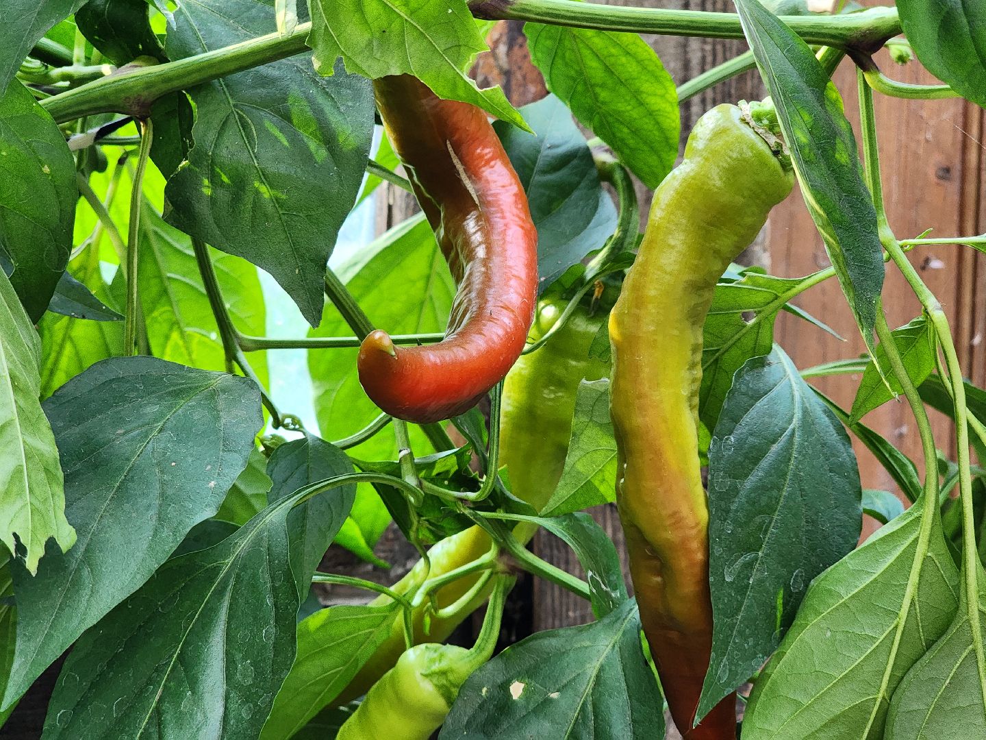 урожай, заготовки на зиму,  заготовка урожая,  старая купавна, богородский городской округ,