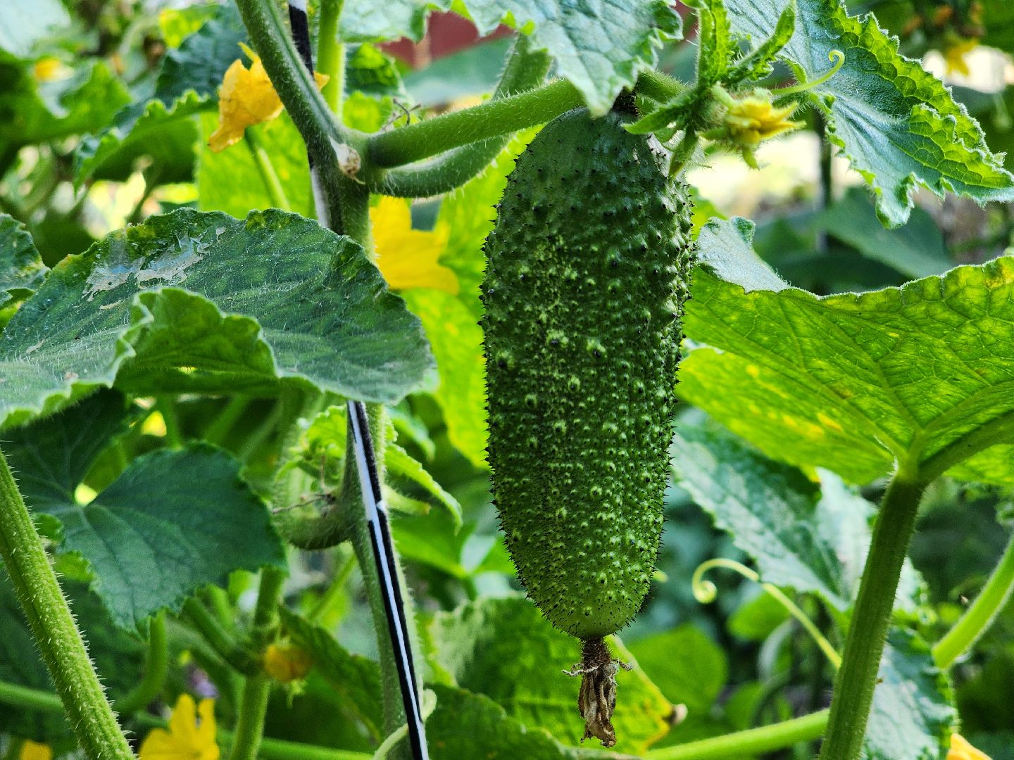 урожай, заготовки на зиму,  заготовка урожая,  старая купавна, богородский городской округ,