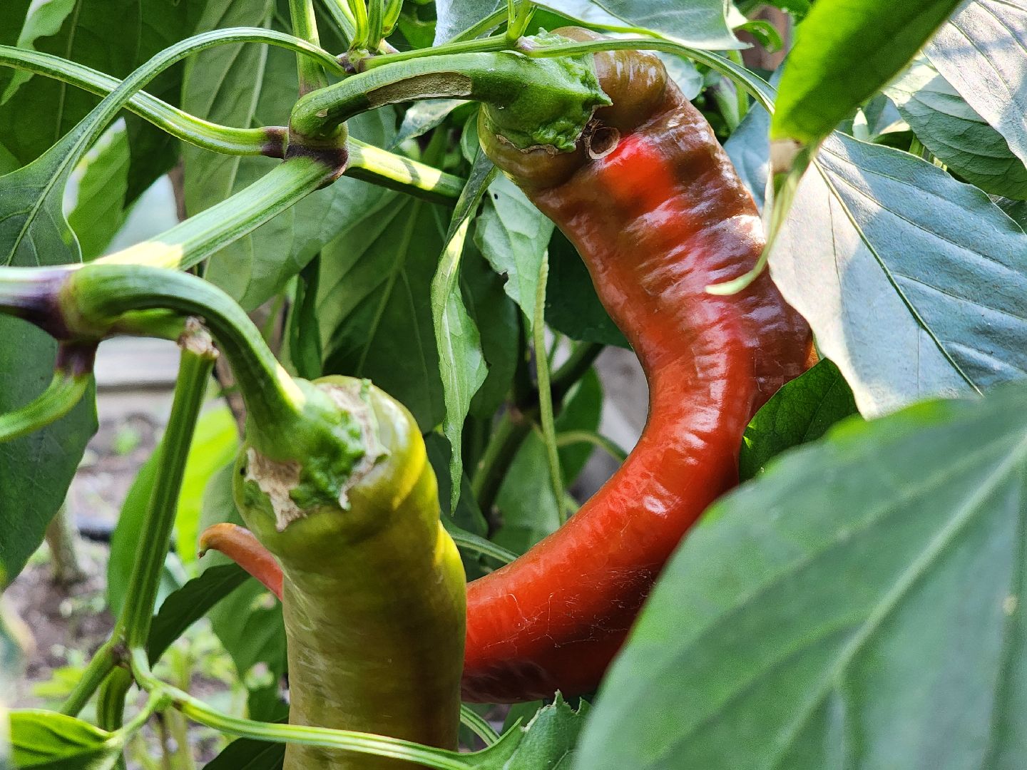 урожай, заготовки на зиму,  заготовка урожая,  старая купавна, богородский городской округ,