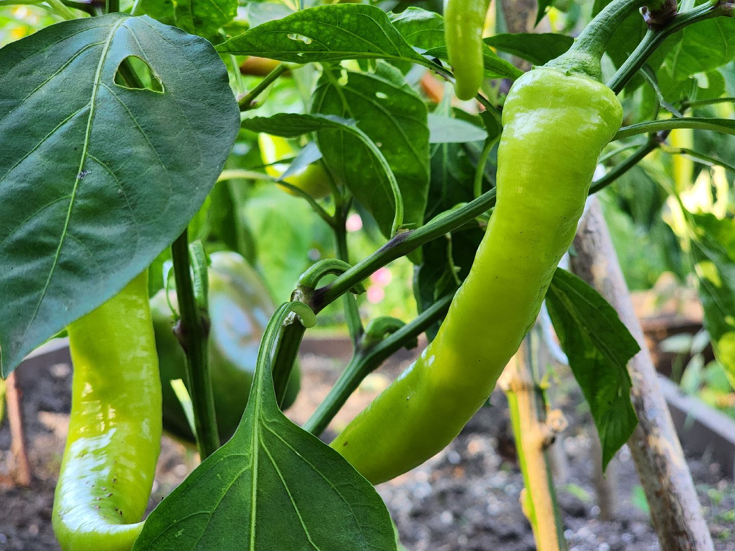 урожай, заготовки на зиму,  заготовка урожая,  старая купавна, богородский городской округ,