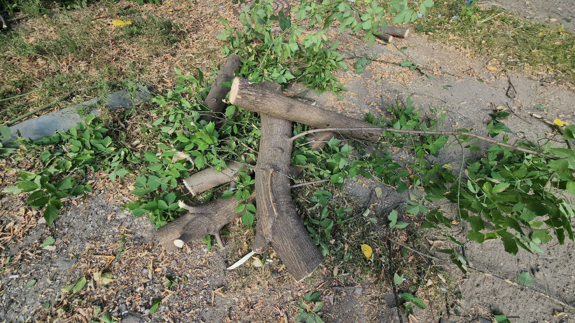 ивантеевка, пушкинский, снос аварийного жилья, снос дома, спил деревьев, городское хозяйство ивантеевка, коммунальная служба,аварийный дом,