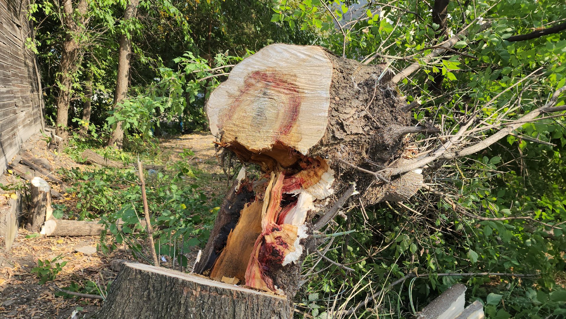 ивантеевка, пушкинский, снос аварийного жилья, снос дома, спил деревьев, городское хозяйство ивантеевка, коммунальная служба,аварийный дом,