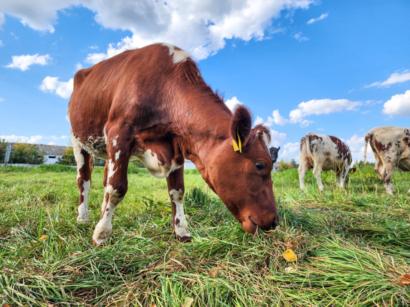 Подольск, виж им эрнста, Генофонд, коровы,Клонирование,Ученые,