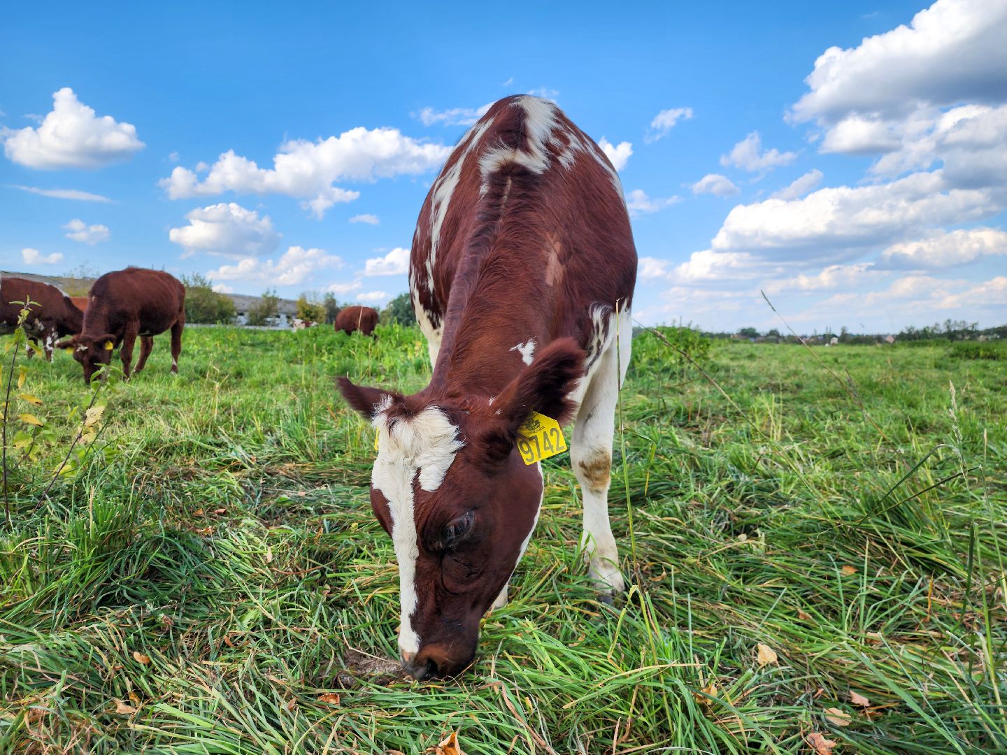 Подольск, виж им эрнста, Генофонд, коровы,Клонирование,Ученые,