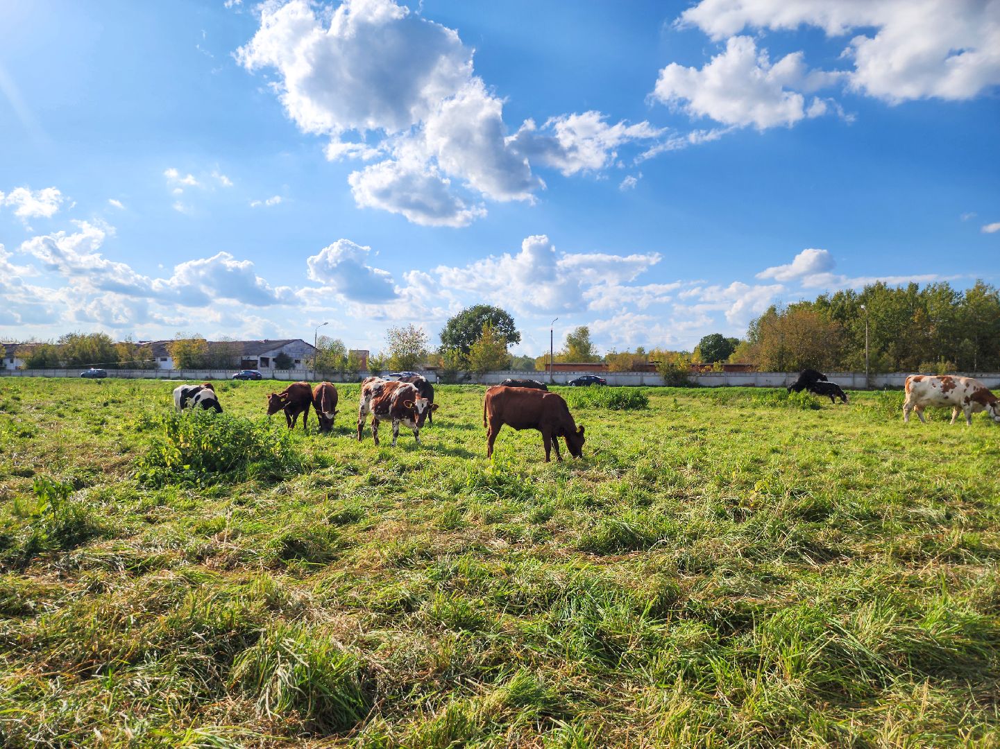 Подольск, виж им эрнста, Генофонд, коровы,Клонирование,Ученые,