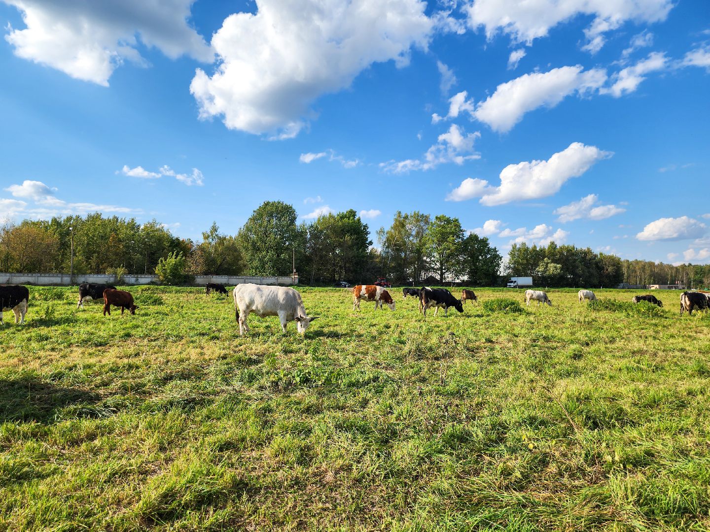 Подольск, виж им эрнста, Генофонд, коровы,Клонирование,Ученые,