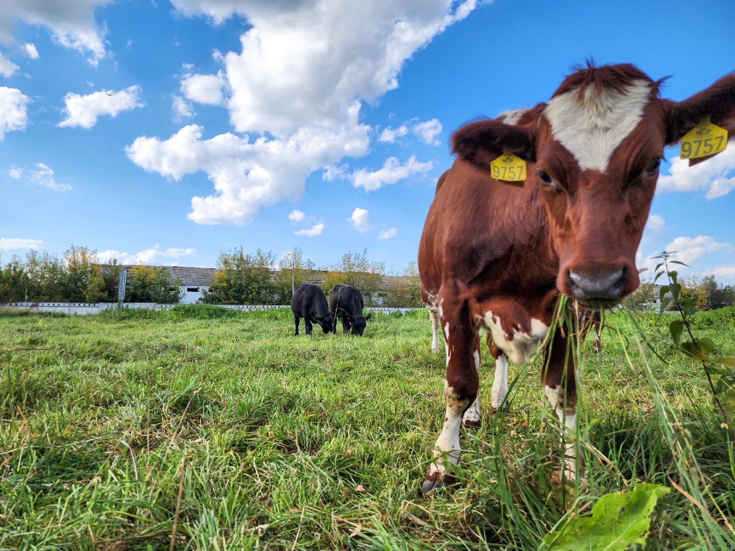 Подольск, виж им эрнста, Генофонд, коровы,Клонирование,Ученые,