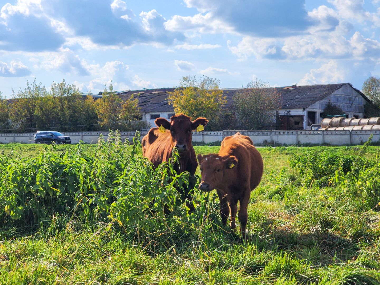 Подольск, виж им эрнста, Генофонд, коровы,Клонирование,Ученые,