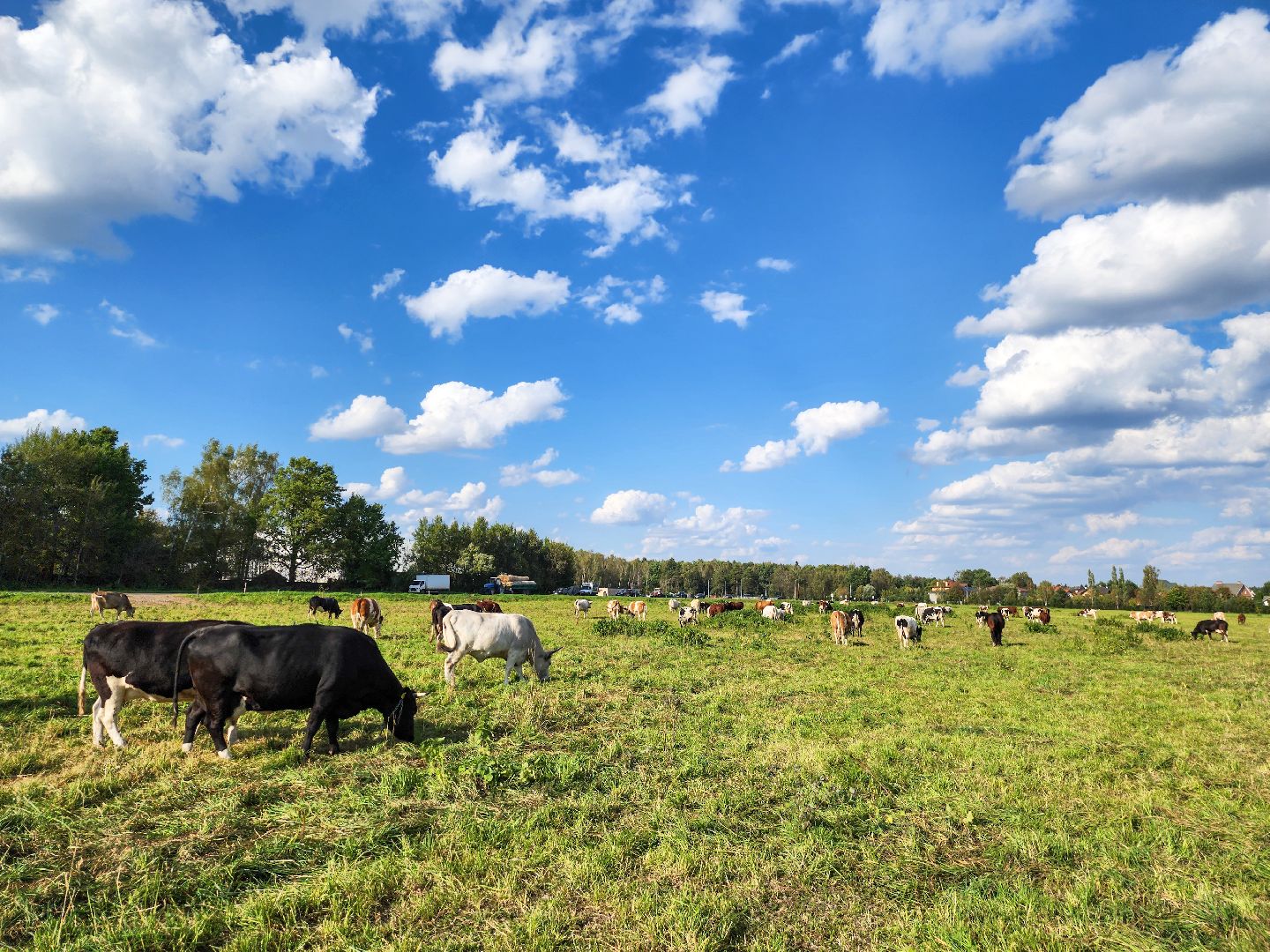 Подольск, виж им эрнста, Генофонд, коровы,Клонирование,Ученые,