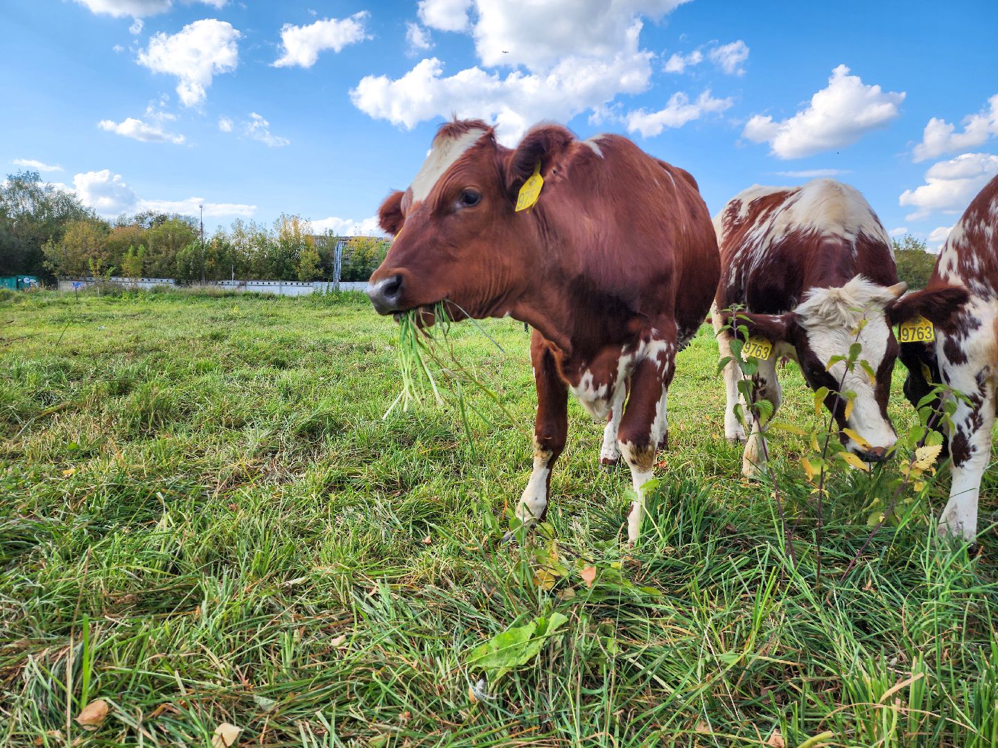 Подольск, виж им эрнста, Генофонд, коровы,Клонирование,Ученые,