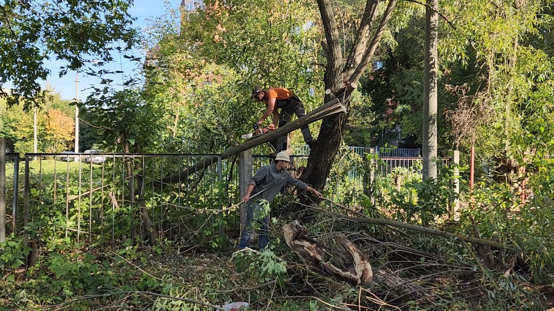 чехов, улица чехова 8а, гимназия 2, пристройка на 550 мест, строительство, начало работ, опиловка деревьев, удаление аварийных деревьев, удаление сухостоя, установка новых ограждений, планировка, строительный городок, завоз материалов, спецтехника, госпрограмма московской области, губернатор подмосковья, устранение второй смены, новый корпус,