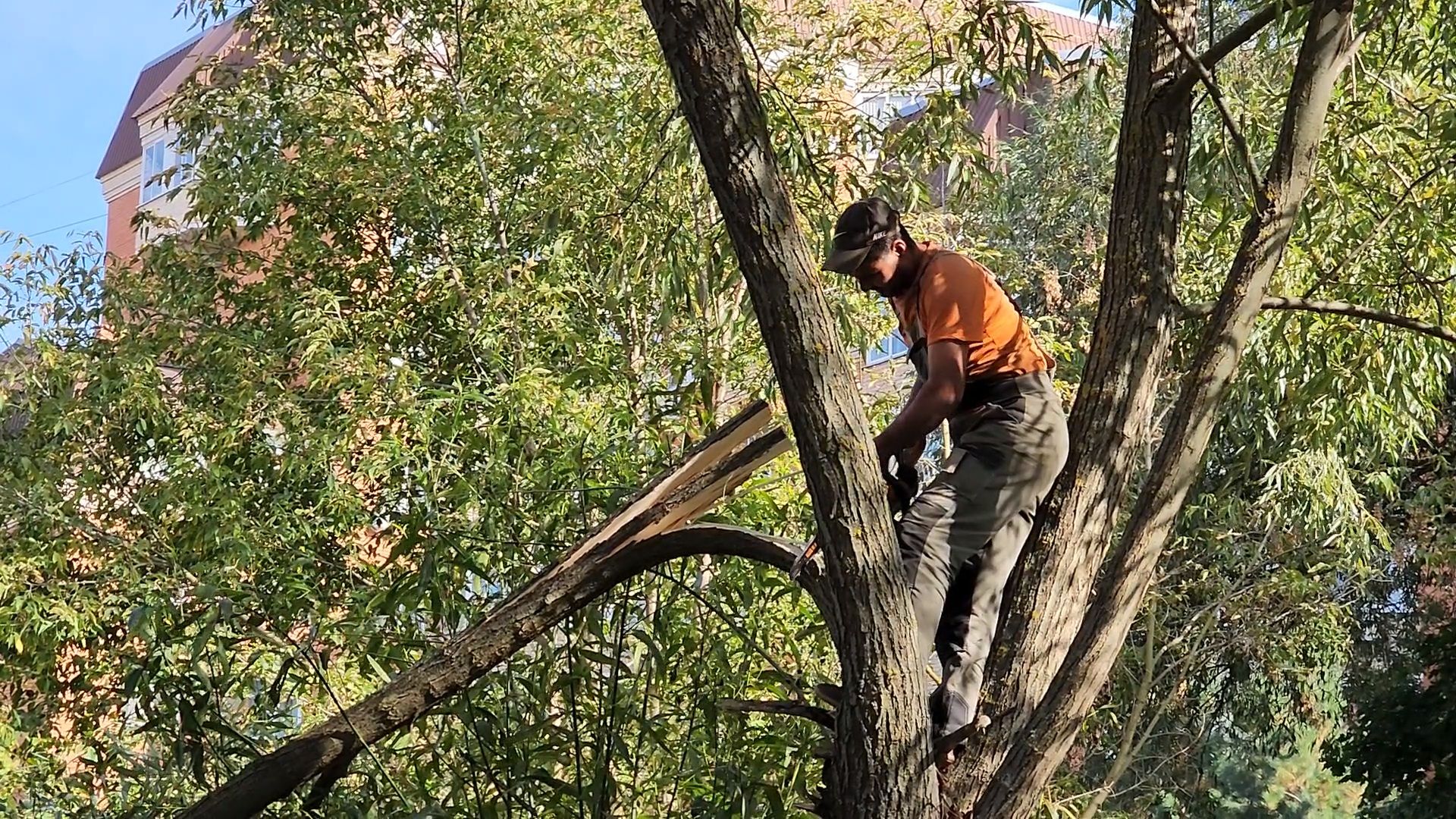 чехов, улица чехова 8а, гимназия 2, пристройка на 550 мест, строительство, начало работ, опиловка деревьев, удаление аварийных деревьев, удаление сухостоя, установка новых ограждений, планировка, строительный городок, завоз материалов, спецтехника, госпрограмма московской области, губернатор подмосковья, устранение второй смены, новый корпус,