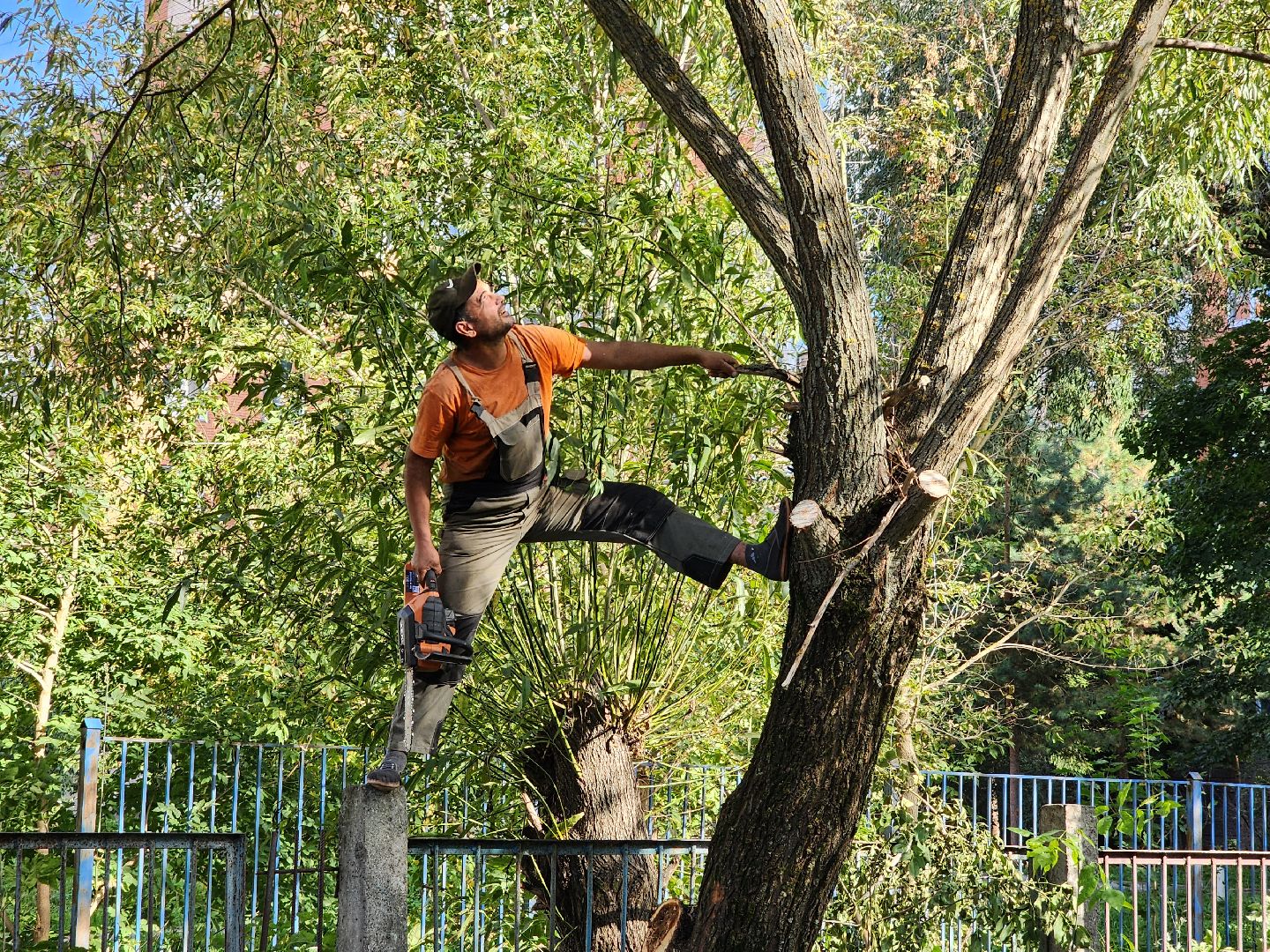 чехов, улица чехова 8а, гимназия 2, пристройка на 550 мест, строительство, начало работ, опиловка деревьев, удаление аварийных деревьев, удаление сухостоя, установка новых ограждений, планировка, строительный городок, завоз материалов, спецтехника, госпрограмма московской области, губернатор подмосковья, устранение второй смены, новый корпус,