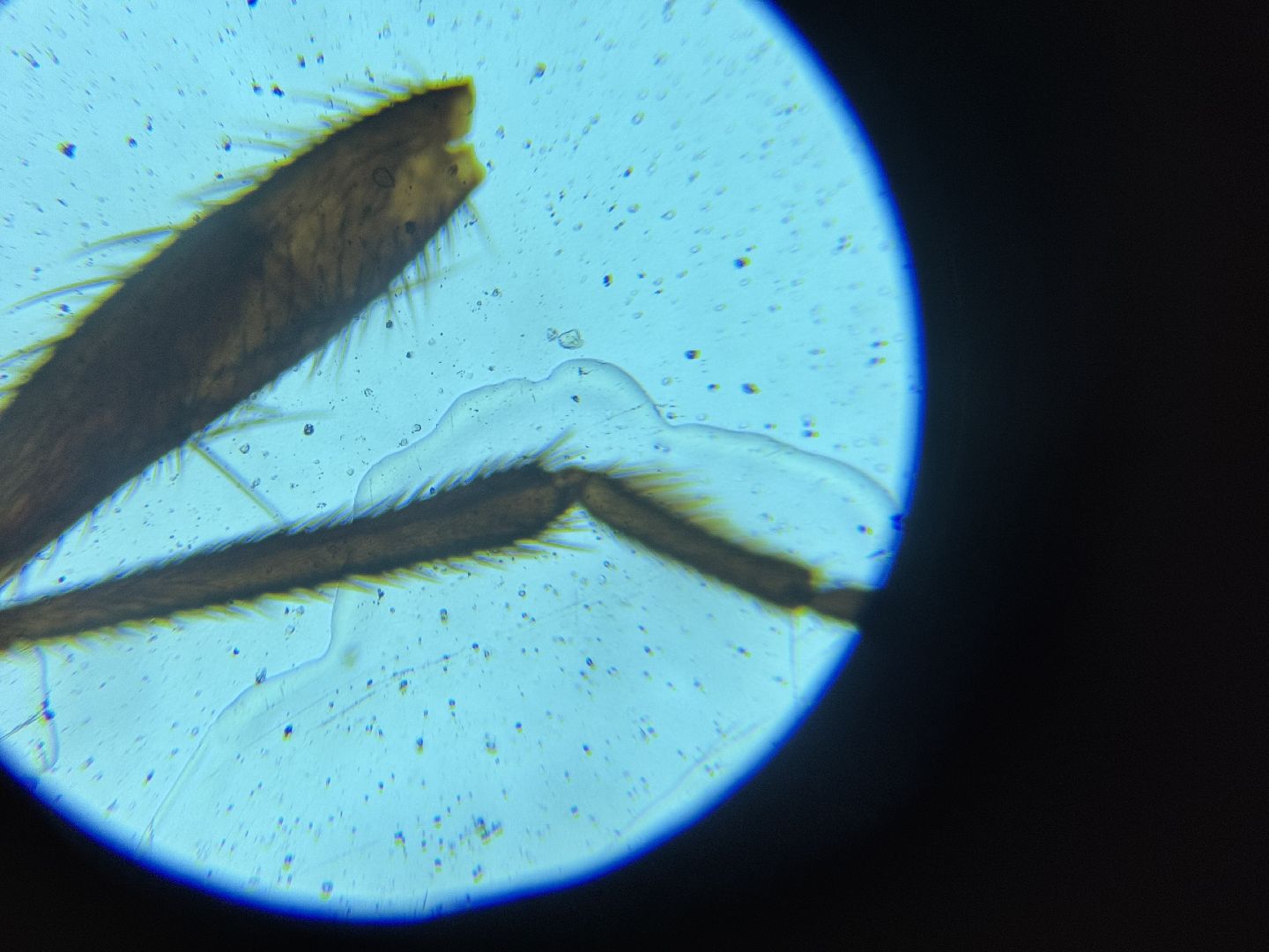 шаховская, точка роста, преподаватель биологии, биология, микроскоп,