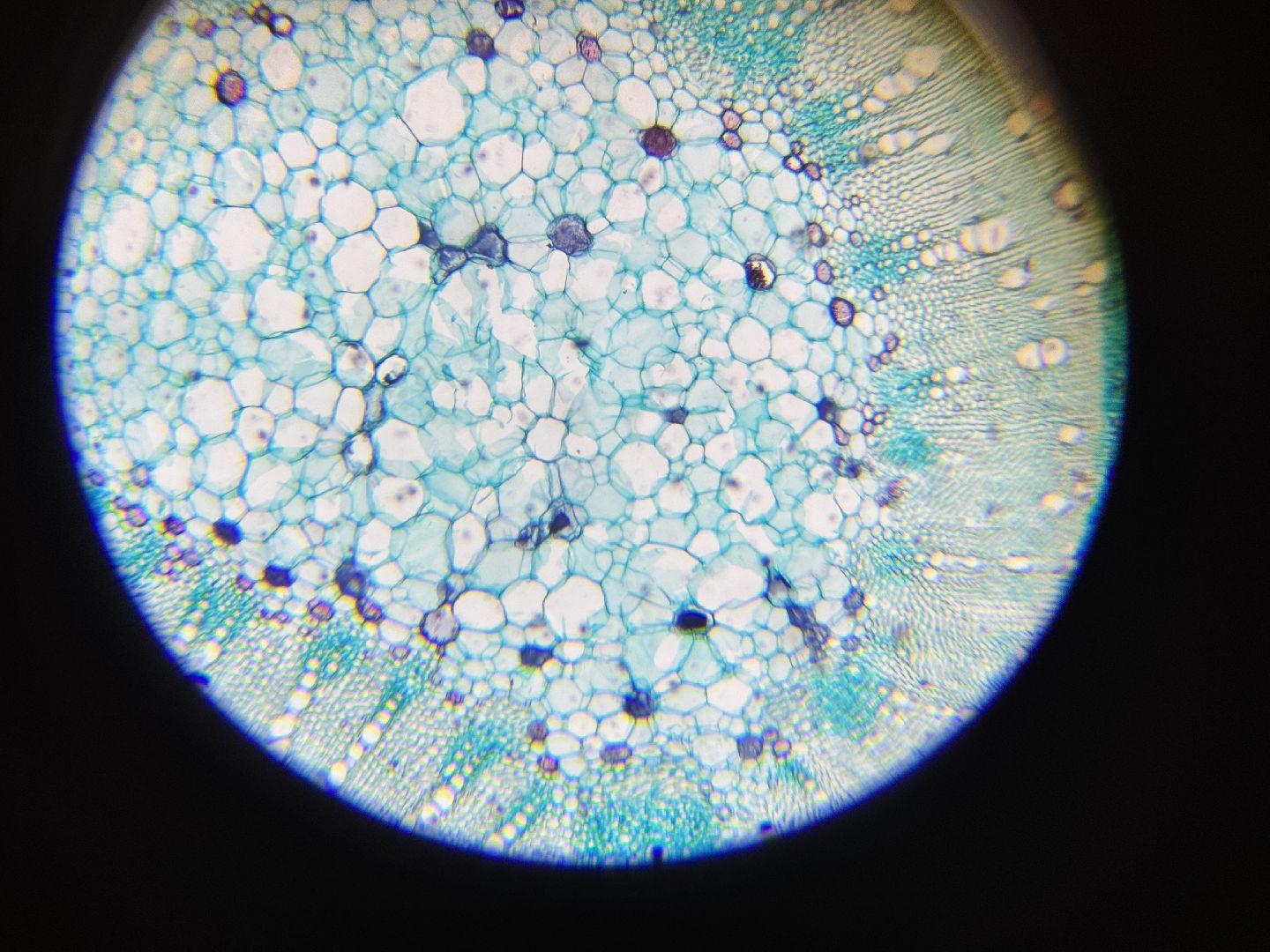 шаховская, точка роста, преподаватель биологии, биология, микроскоп,