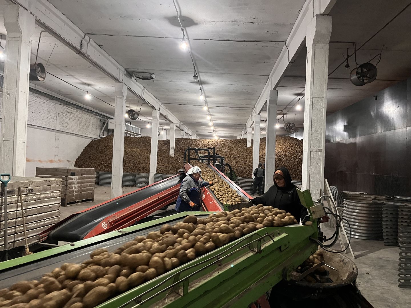 Урожай картофеля, сбор урожая, шатура, шатура новости, Шатура сельское хозяйство,