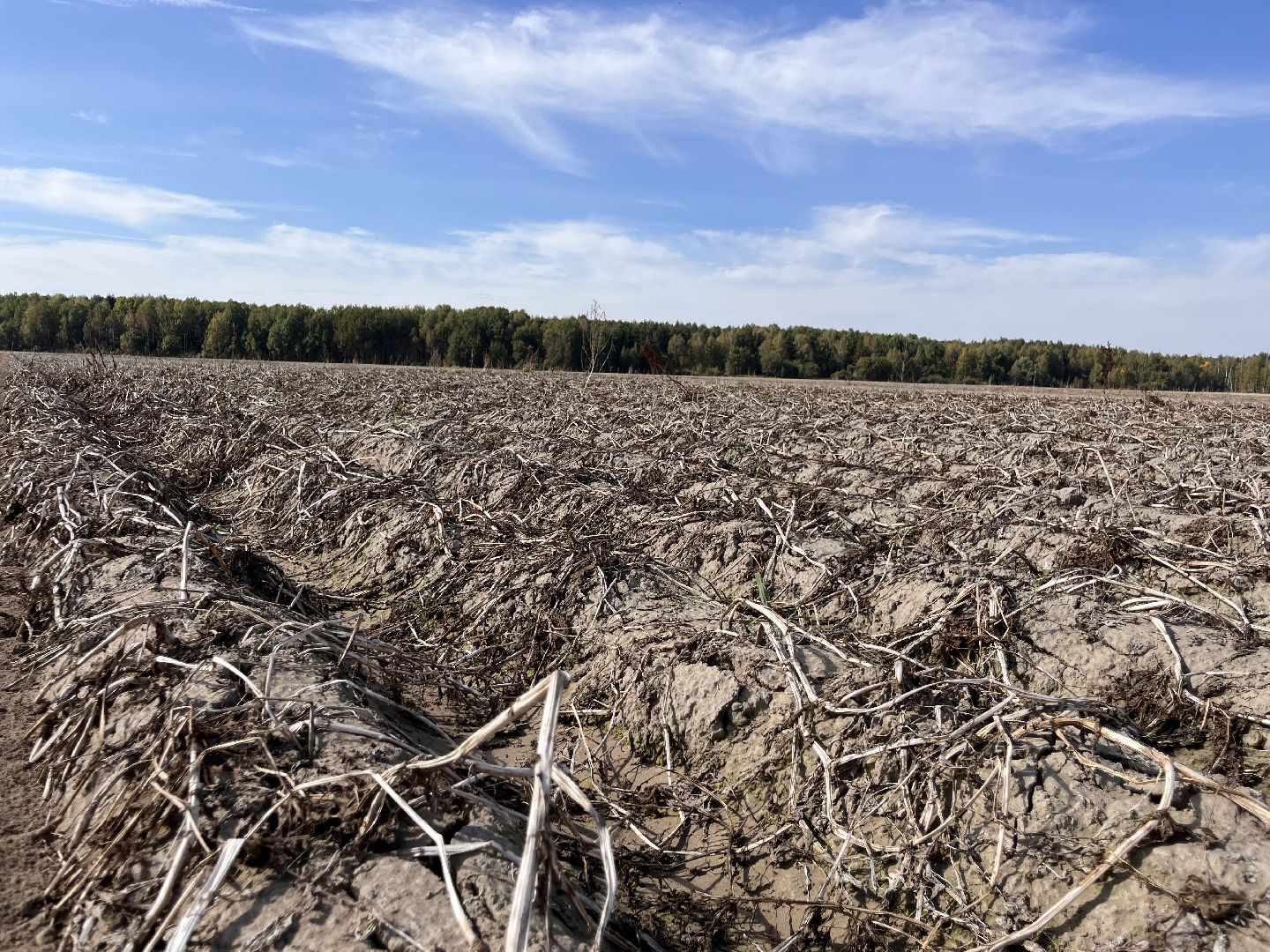 Урожай картофеля, сбор урожая, шатура, шатура новости, Шатура сельское хозяйство,
