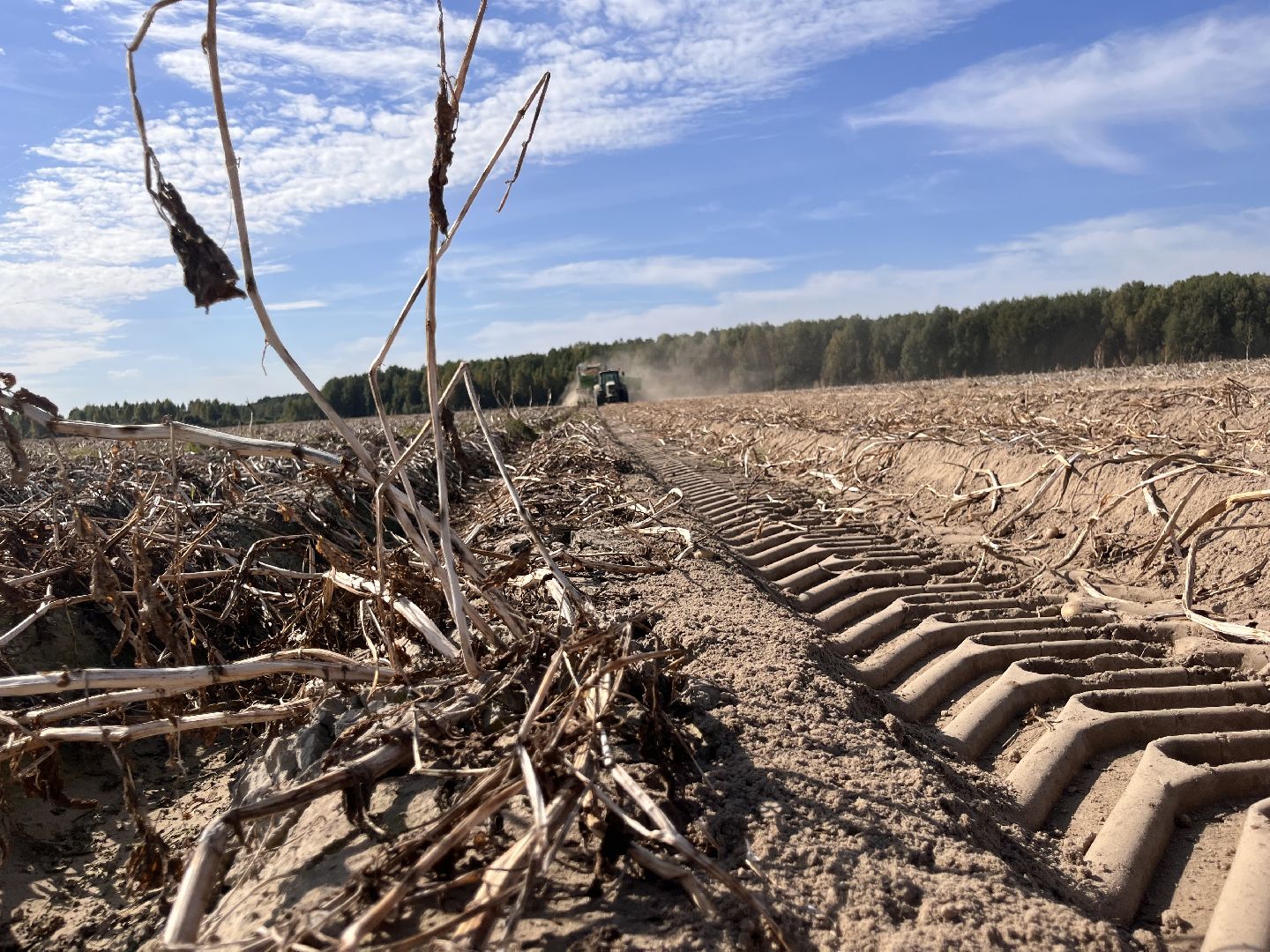 Урожай картофеля, сбор урожая, шатура, шатура новости, Шатура сельское хозяйство,