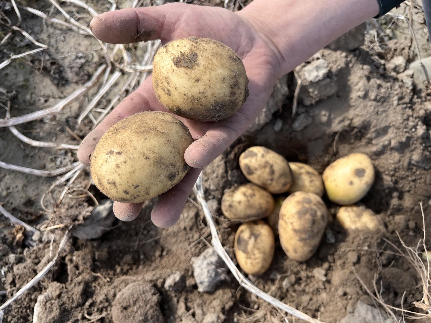 Урожай картофеля, сбор урожая, шатура, шатура новости, Шатура сельское хозяйство,