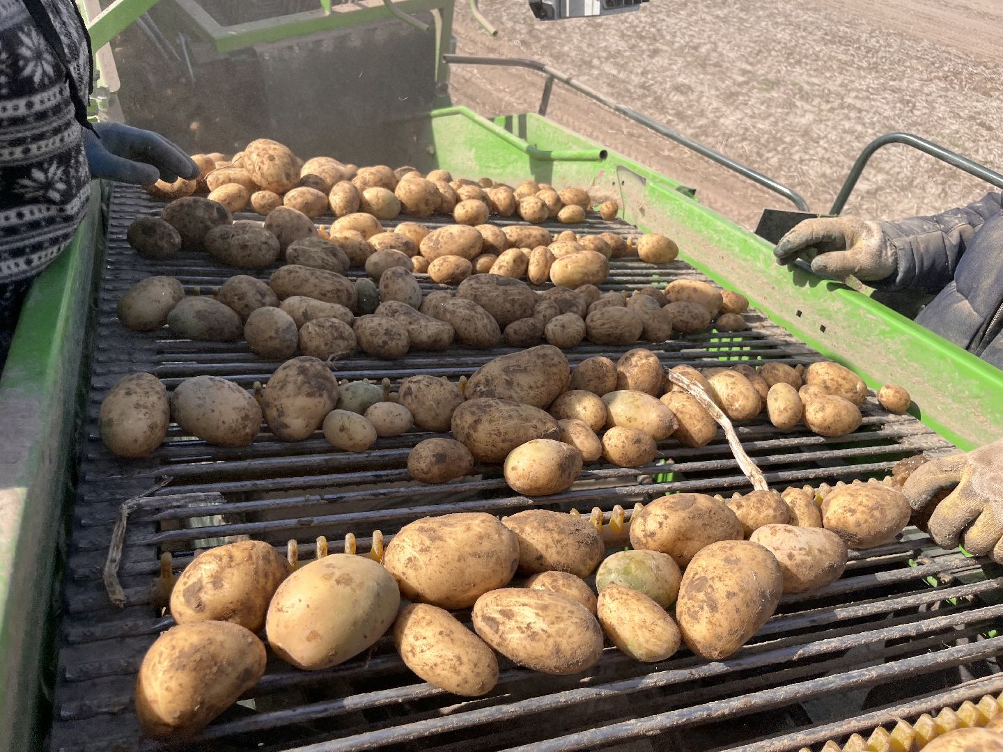 Урожай картофеля, сбор урожая, шатура, шатура новости, Шатура сельское хозяйство,