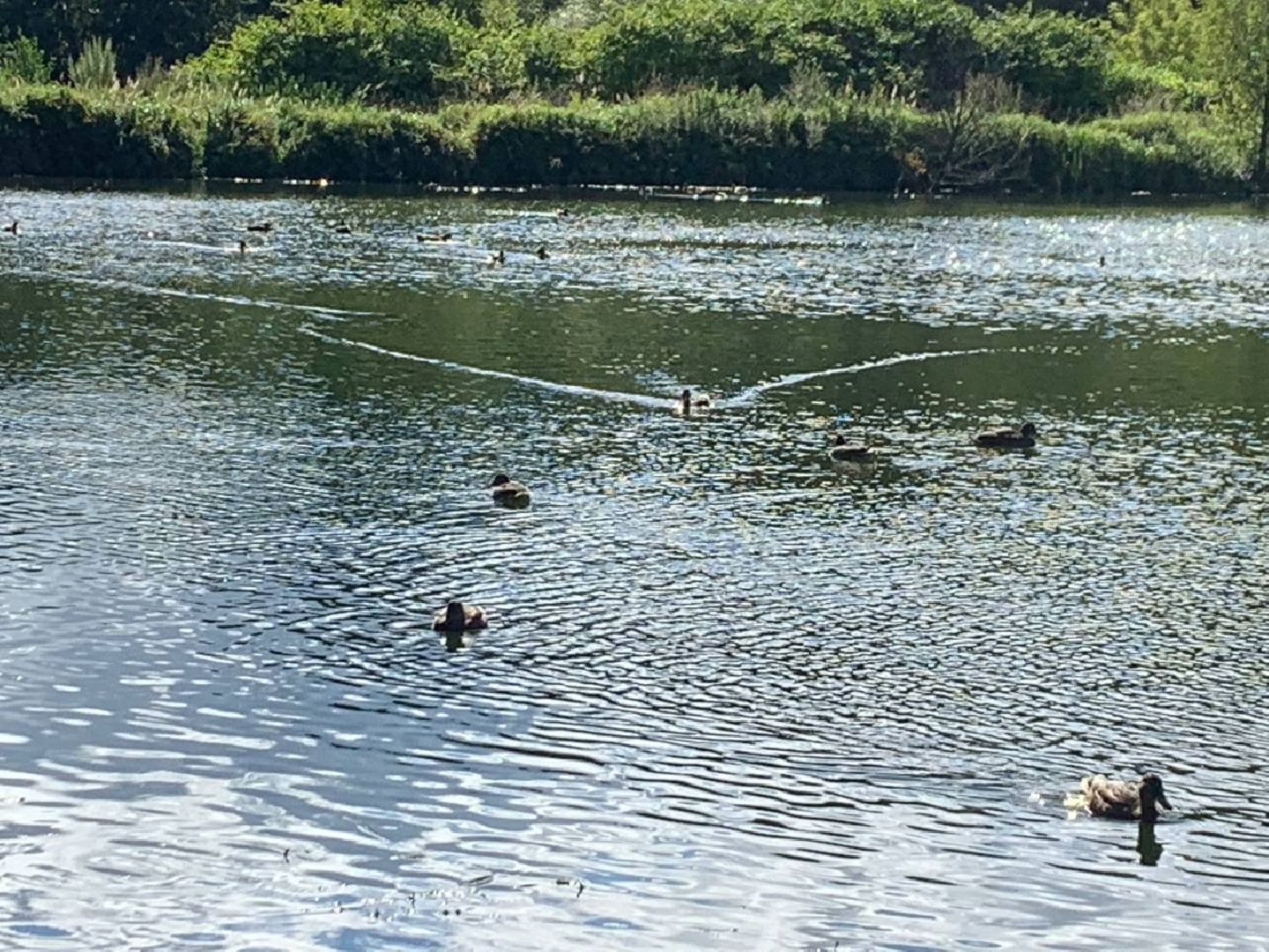 ступино, утки, охота на уток,